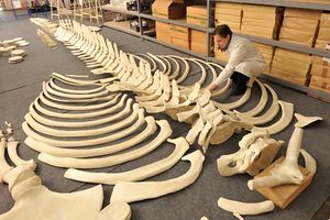 Assembling of a skeleton of young Fin Whale found in Piran Bay in 2003, the largest exhibit in the <!--LINK'" 0:553-->