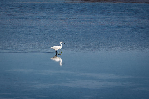 Sečovlje Regional Park, 2020.