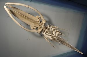 A skeleton of a young Fin Whale found in Piran Bay in 2003, the largest exhibit in the <!--LINK'" 0:91-->, 2011-2012