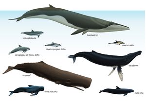 Poster for <i>The mysterious death of young Leonora</i> exhibition at <!--LINK'" 0:194-->, 2011&ndash;2013