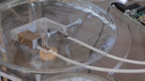 Sound Disposition / Crystal Gardens